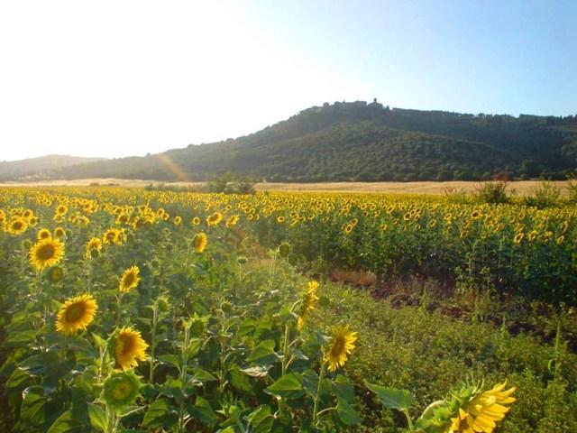 Agriturismo Lupo Vecchio Grosseto Exteriör bild